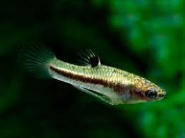 heterandria formosa1